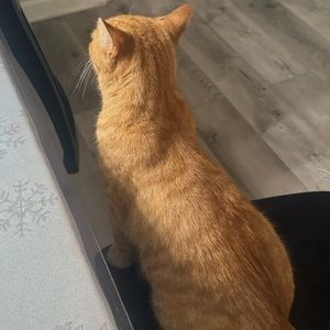 Meet your Posher, Libni